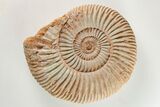 Iridescent Jurassic Ammonite (Perisphinctes) Fossil - Madagascar #203938-1